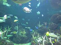 IMG_1297 Fish tank at the Seattle Aquarium